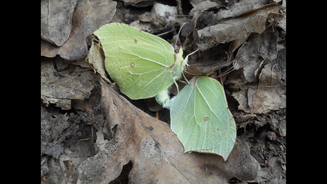 Gonepteryx rhamni, Nymphalis antiopa, Melitaea didyma, M. cinxia, Coenonympha pamphilus, C. arcania
