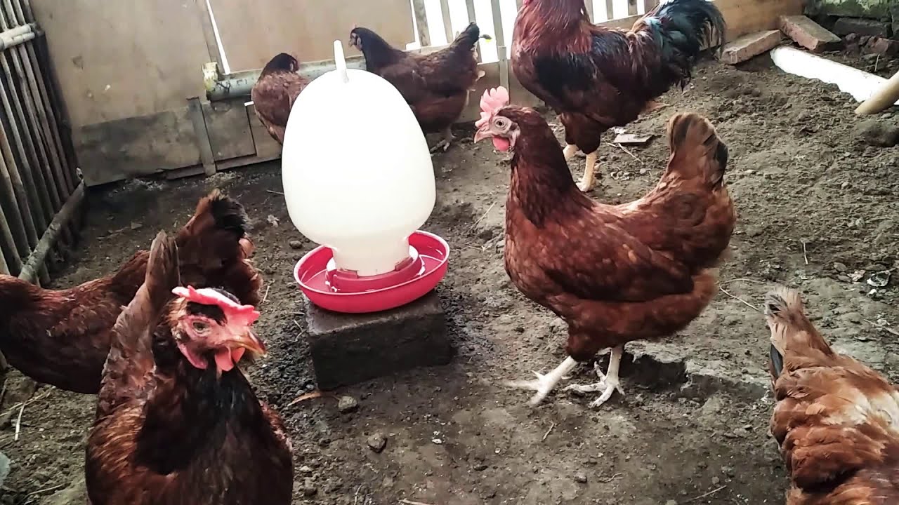 perbeda'an pejantan rir,pejantan gen rir dan pejantan layer