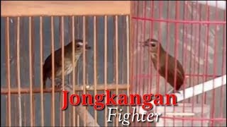 Gaya tarung Jongkangan,, Sangat Fighter?