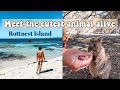 TOP THINGS TO DO ON ROTTNEST ISLAND // I‘m back in Australia