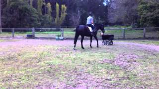 Robot Bull Video 6037