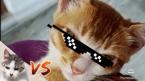 Cat makes an impressive jump to get out of a hole.#cats #catjumping #viral#trending#kinkalow