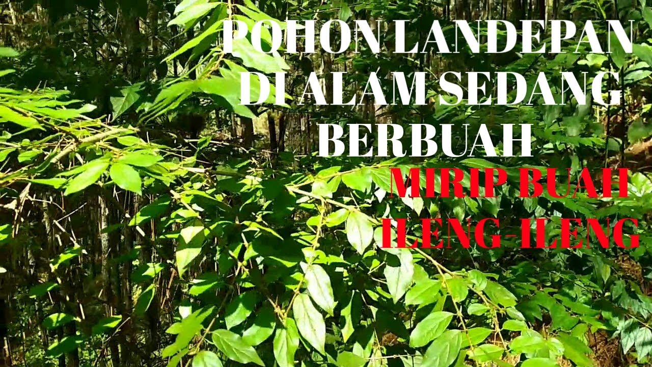 Berburu Bahan Bonsai Membuat Bonsai Dari Tanaman Liar Youtube
