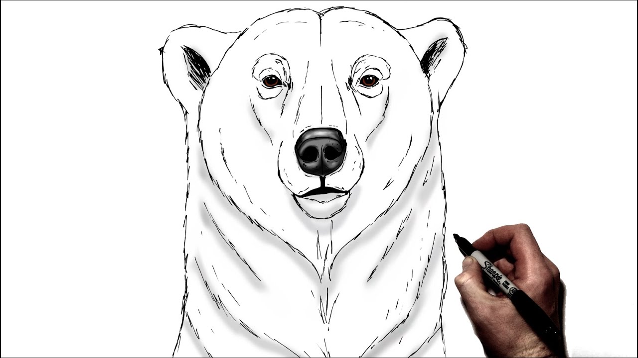 How To Draw A Polar Bear Face