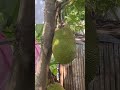 ANG LALAKI NG BUNGA NG LANGKA (Buhay probinsya)