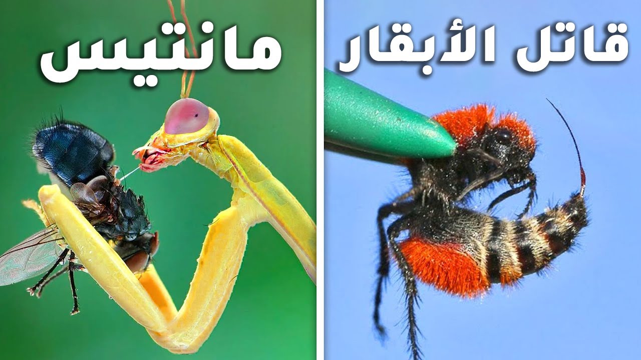 أنشأت منازل لحشرات غريبة...