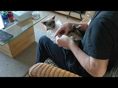 Cat chronic sinus infection treatment with saline solution - READ DESCRIPTION