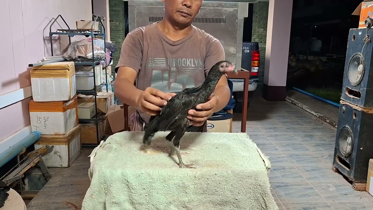 @เพชรพัฒนา หลานกุมารจีน ติดตามพัฒนาการ