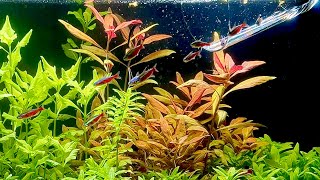 Adding Cardinal Tetras To Aquarium Ecosystem (No Filter, No CO2) by Aquarium Plant Lab 3,140 views 1 year ago 2 minutes, 42 seconds