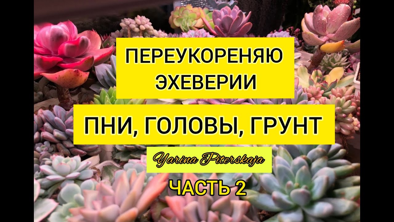 Обрезка эхеверий. Пни, головы, грунт. Часть 2.