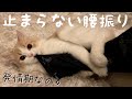 発情期で腰ふりをする子猫が可愛い！撮られてることに気づいちゃいました…