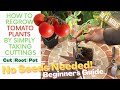Tomato Plant Propagation: EASY and FAST Method to GROW MORE TOMATO Plants from Cuttings AT HOME