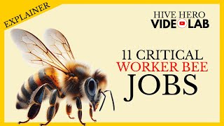 What Do Worker Bees Do All Day? 11 Vital Hive Jobs