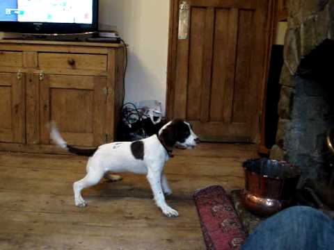 Jenny Springer Spaniel Bariking at copper pot