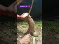 Pecah Batang Bonsai Asam Jawa 🌱♥️🌳#asamjawa #bonsai #tamarind #bonsaitree 