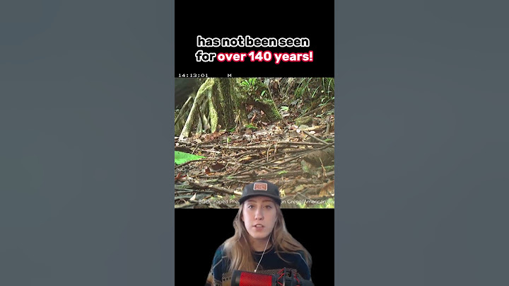 EXTINCT bird found on camera! #SHORTS