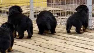 Rottweiler puppies 4 weeks old