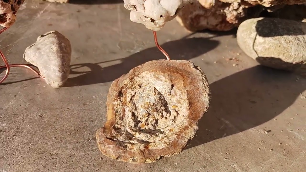 Selling these Floating Fossil seashells and coral for only $50 a piece