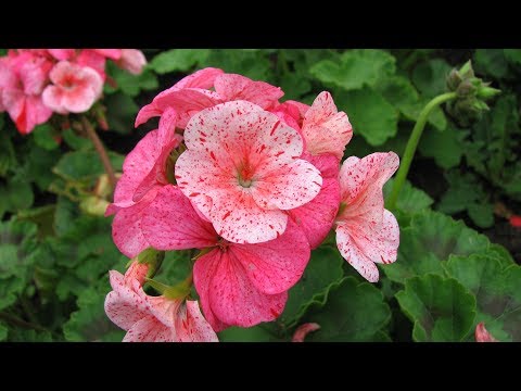 Video: Pievos Pelargonija - Vartojimo Indikacijos, Naudingos Savybės