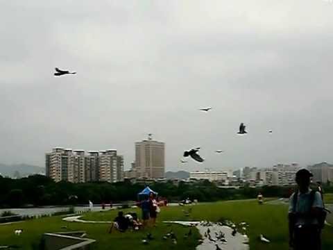 中正橋下鴿群