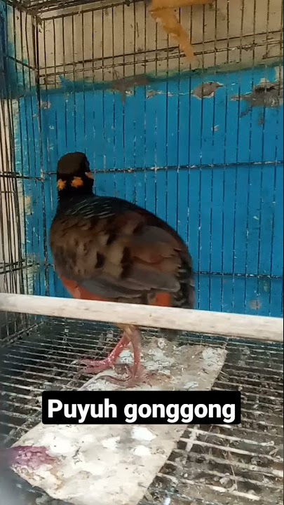 burung puyung gonggong jantan