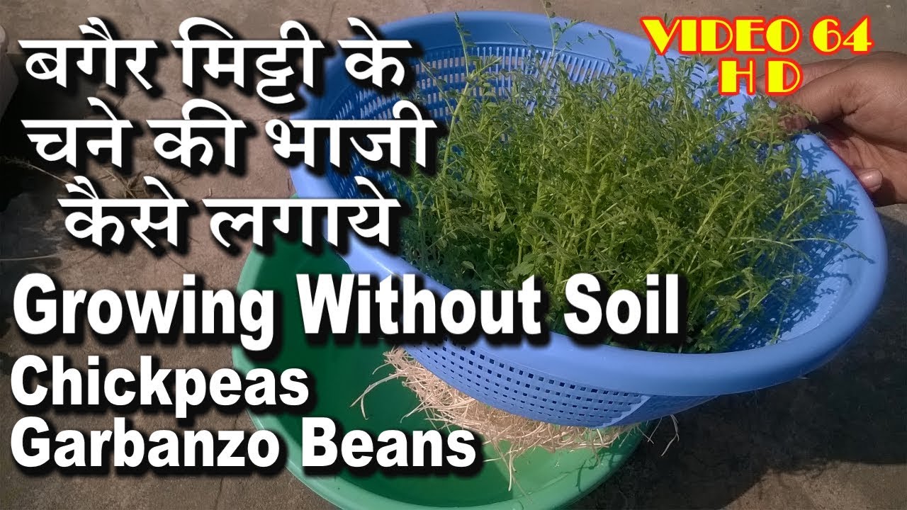 chickpeas garbanzo beans growing without soil hydroponic gardening how do garbanzo beans grow