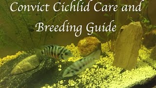 Convict Cichlid Care and Breeding Guide