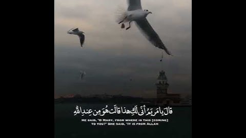 حالات واتس اب بصوت القارئ محمد اللحيدان ما تيسر من سورة مريم