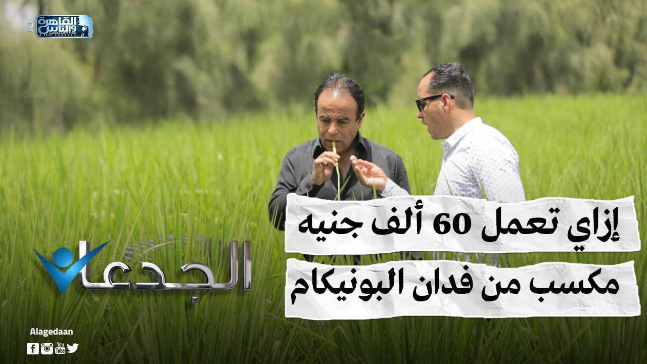 إزاي تعمل ٦٠ ألف جنيه مكسب من فدان البونيكام