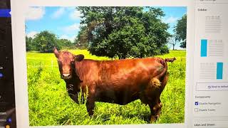 12 bred South Poll fall calving cows available for your farm located at Chillicothe Missouri
