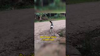A stray cat asked to be adopted #shorts #cat #funnycats #cutecat