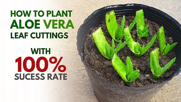 How To Plant Aloe vera from Leaf Cuttings - DayDayNews