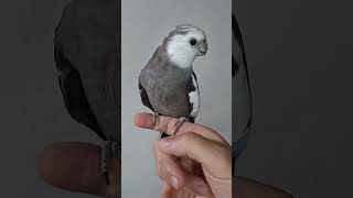 #calopsita🐦macho cara branca essa✨️#aves é muito fofa🥰#pets#parrot #lovebirds #birdlovers #shorts👍