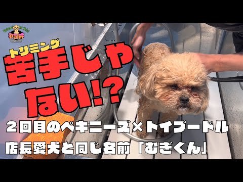 噛み犬感ゼロになったシーズーとトイプードルのミックス2回目のトリミング