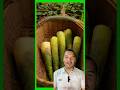 Wow bas ko kalila Khana bala vayo #bamboo #farming #food #agriculture