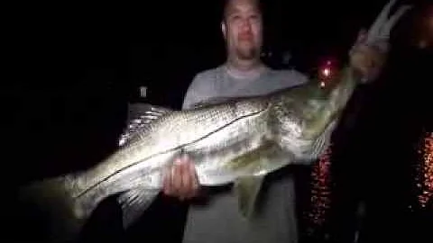 A monster Snook with The Mad Snooker.  madsnooker....