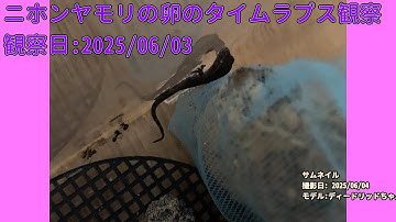 【Memorandum】 2025年06月03日 RPi-Cam-Web-Interfaceを用いたニホンヤモリの卵のTimelapse観察