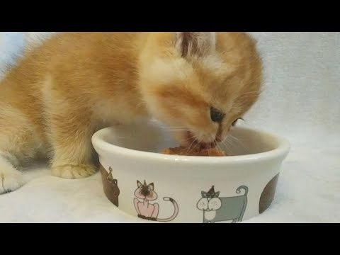 British Kitten Eating Tasty Food | The Kitten Is Hungry