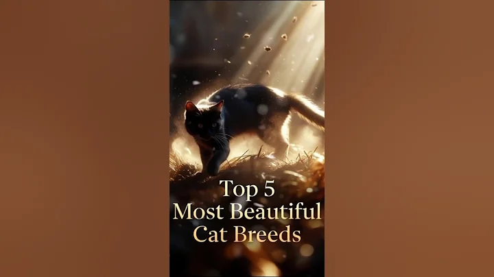 Video 11892071: mainecoon cats catlover, beautiful cat breeds, cat pets, cat exploring