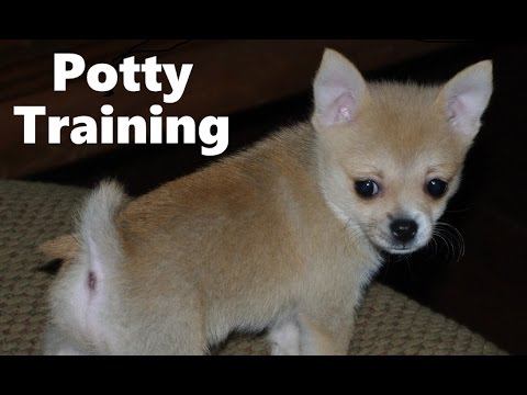 ... House Training Tips - Housebreaking Pomchi Puppies Fast - YouTube