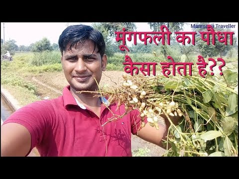 Mungfali ka plant | kachi mungfali ka paudha - YouTube