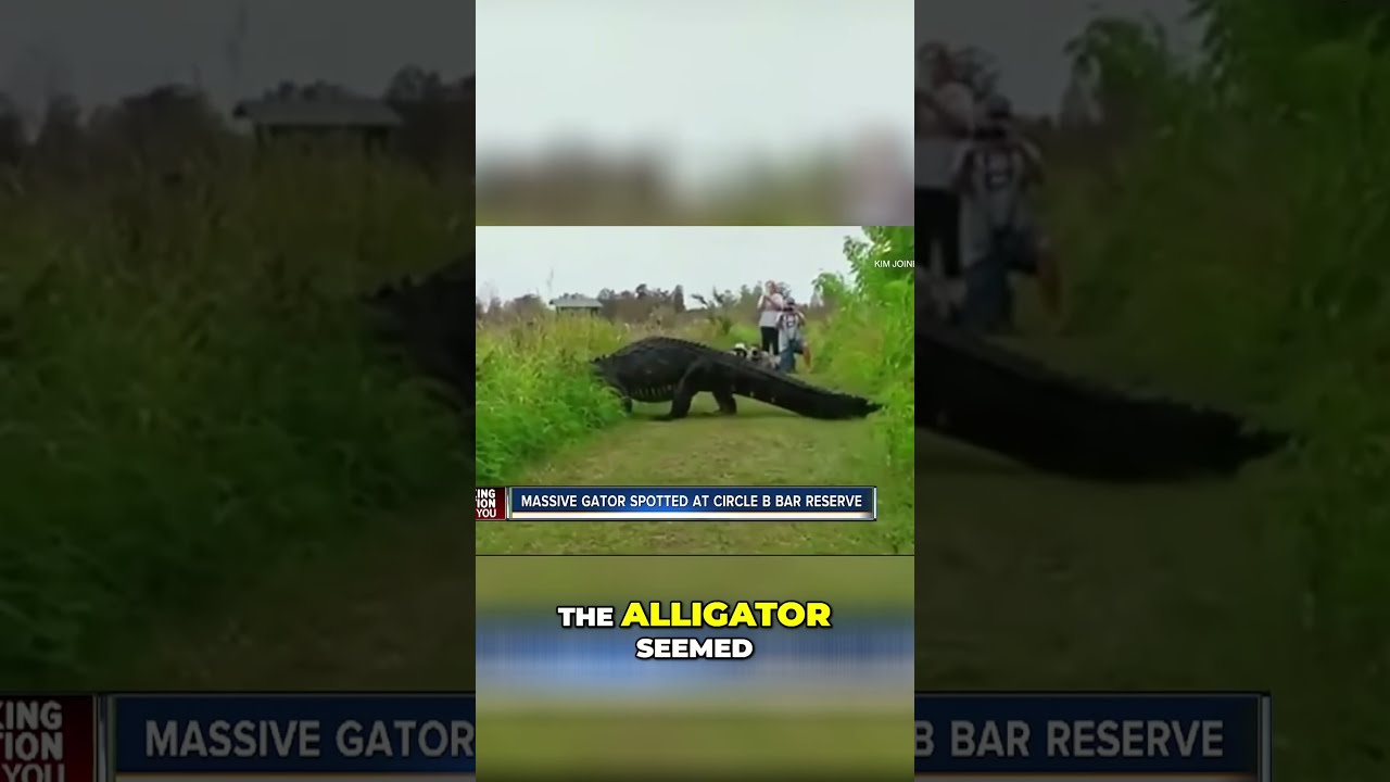 Jaw Dropping Encounter With Massive Alligator Must See 