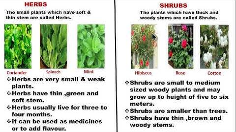 STATE - 3rd std EVS Lesson - 2 Green Wealth.