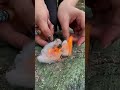 Forest Camping #survival #solocamping #bushcraft