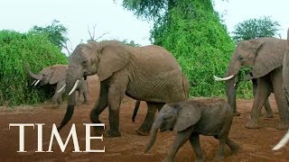 President Trump Lifts Ban On Elephant Trophy Imports He Once Criticized As 'Horror Show' | TIME