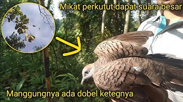 Pikat perkutut pakai pulut terbukti ampuh dapat suara besar || cara pikat/menjebak burung yg kapok