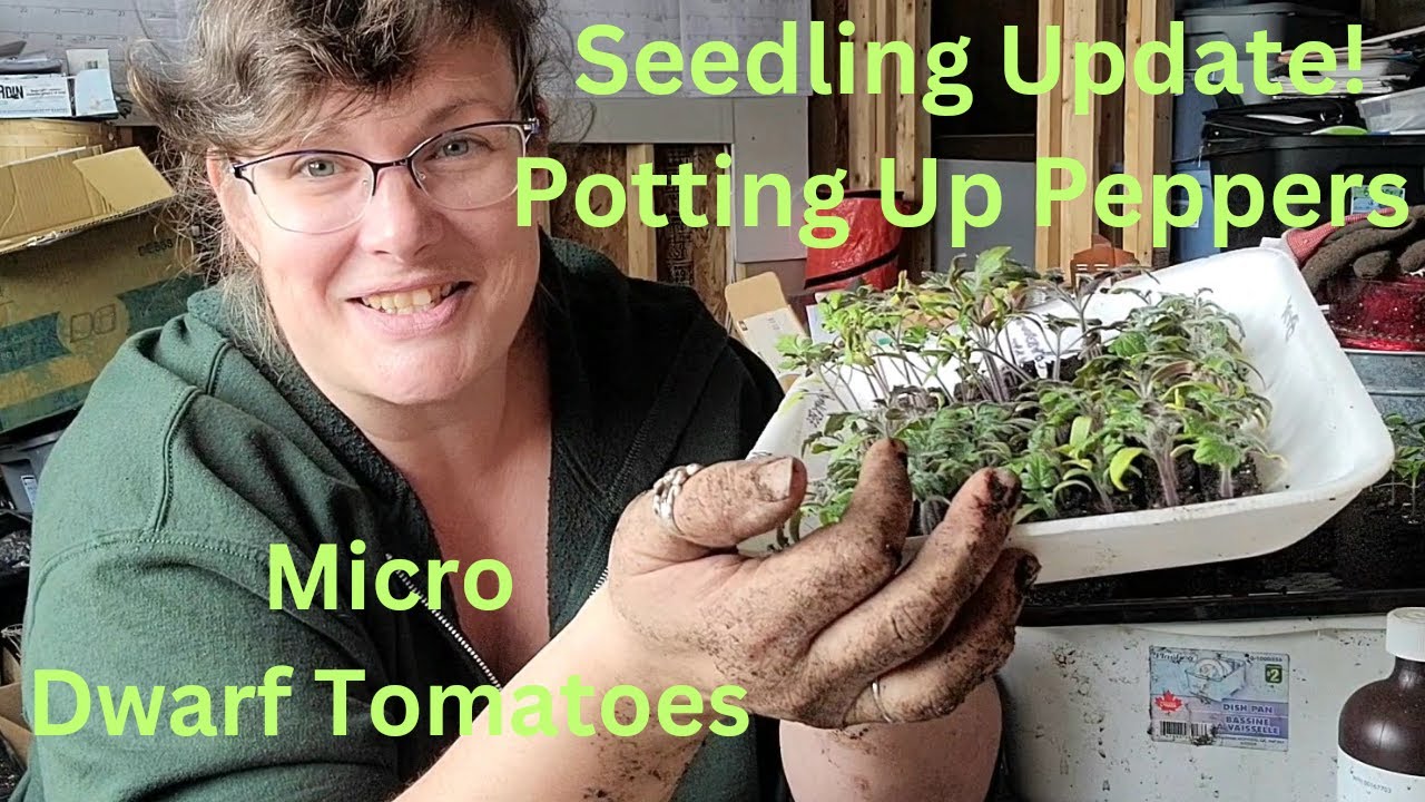 Checking On Our Seedlings and Potting Up Peppers YouTube