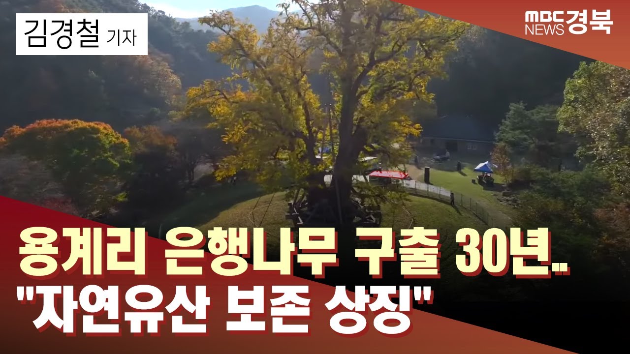 [R]용계리 은행나무 구출 30년..