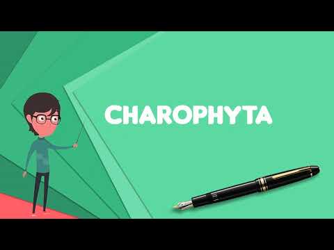 Video: Verschil Tussen Chlorophyta En Charophyta