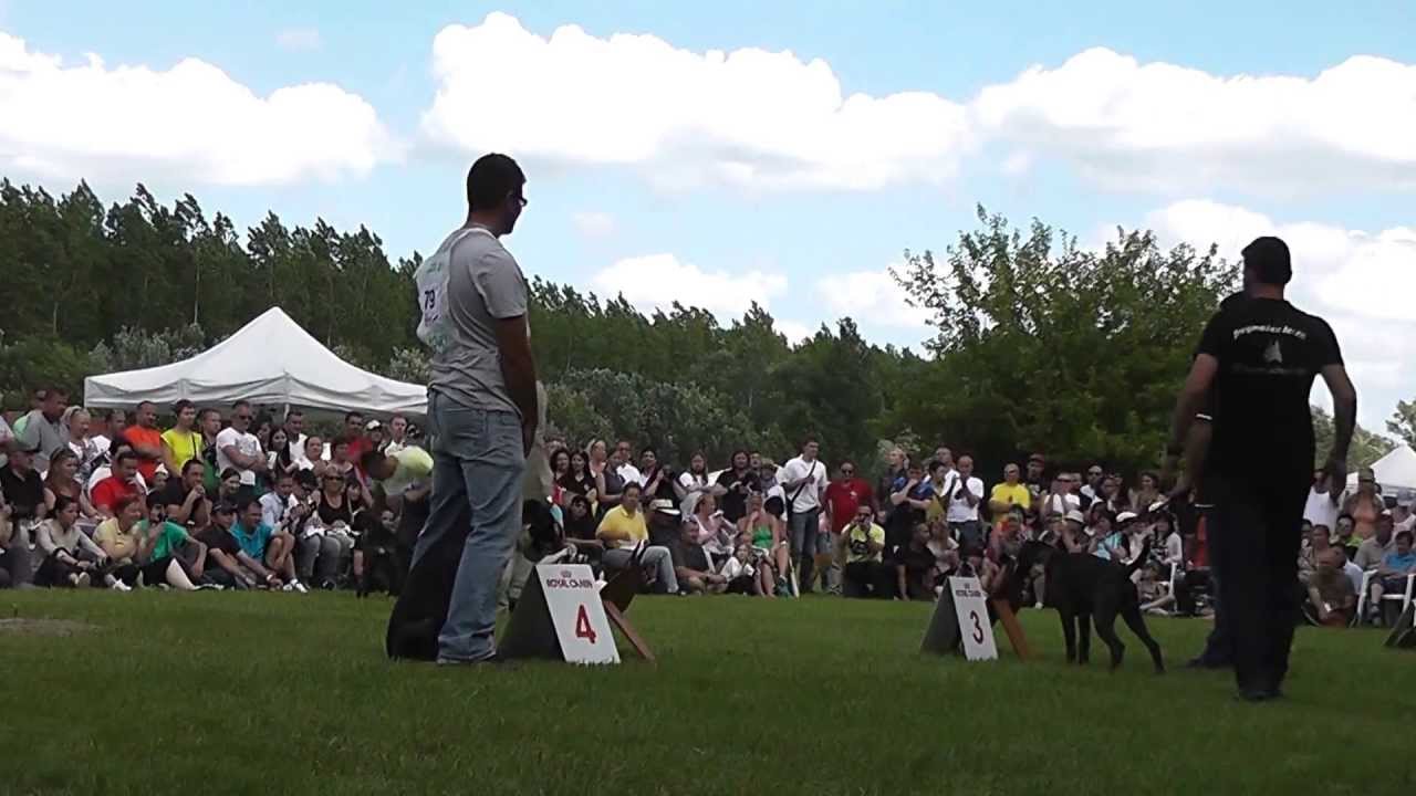 Atibox World Boxer Dog Show 2013 Hungary Puppy Brindle Males